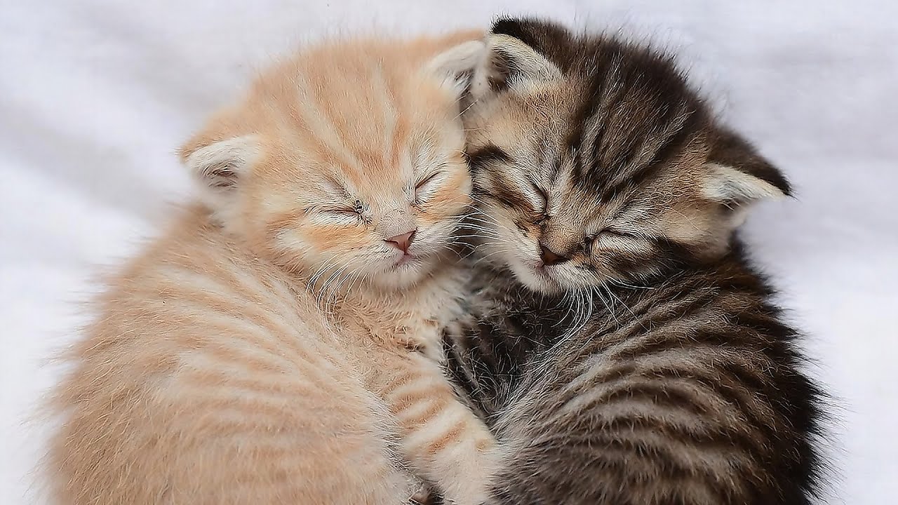LIVE Cute Sleeping Cats That Feel So Comforting 🧡 | Season 8