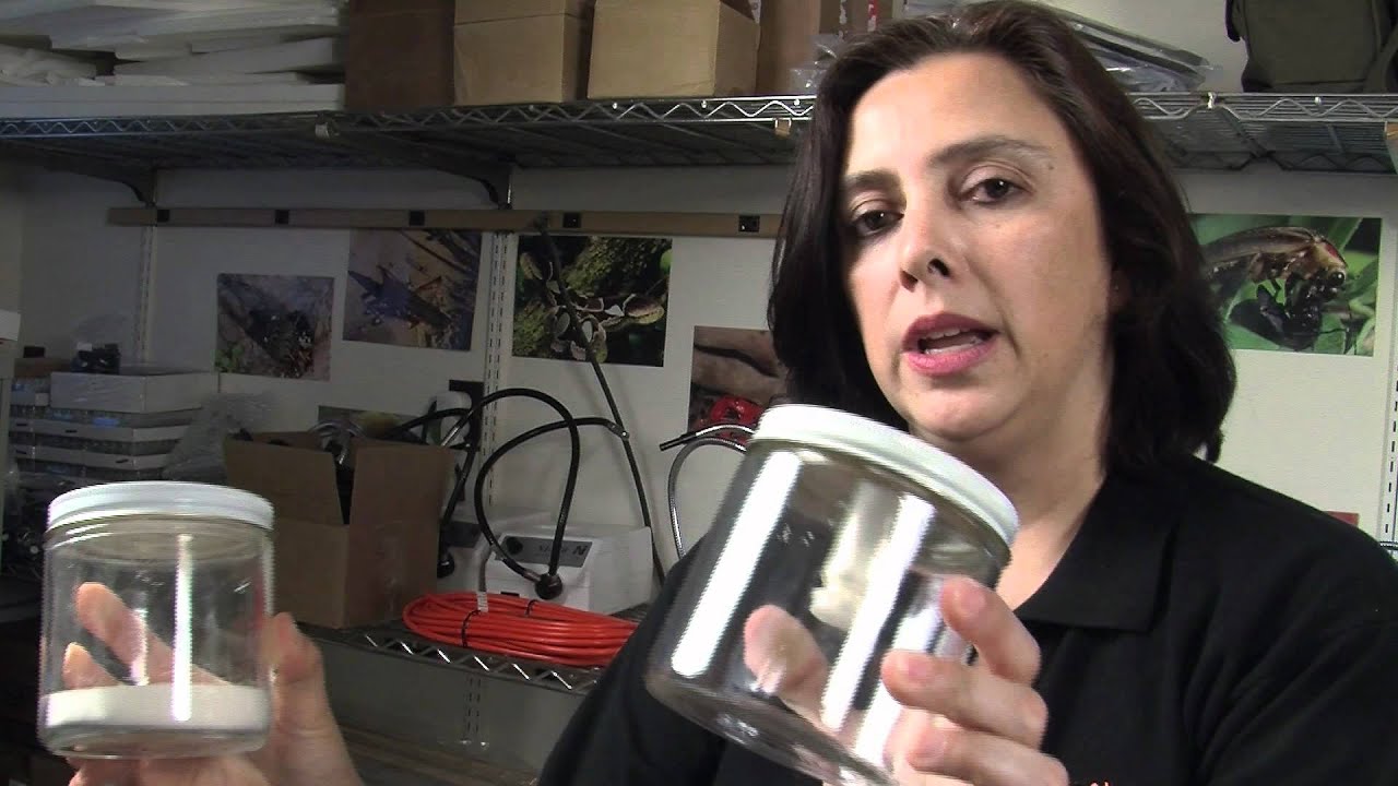 Collecting Insects: Tools and Supplies