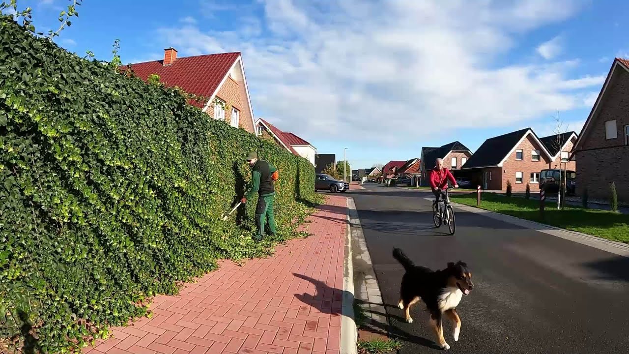 I am FORMING ivy on the FENCE, while my assistant is TRAINING on a coniferous Topiary