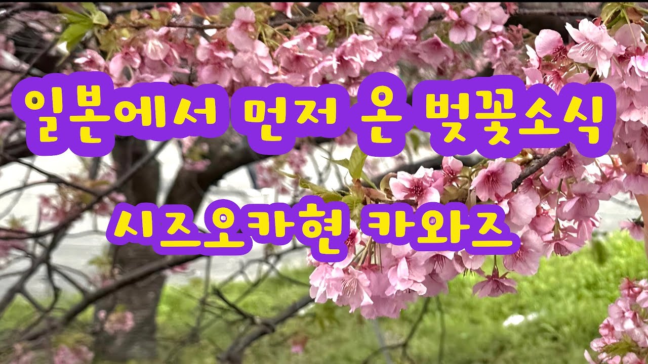 일본에서 먼저 온 벚꽃소식..시즈오카현 카와즈