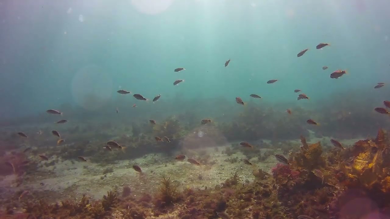 Return to Bare Island with the Chasing M2 ROV.