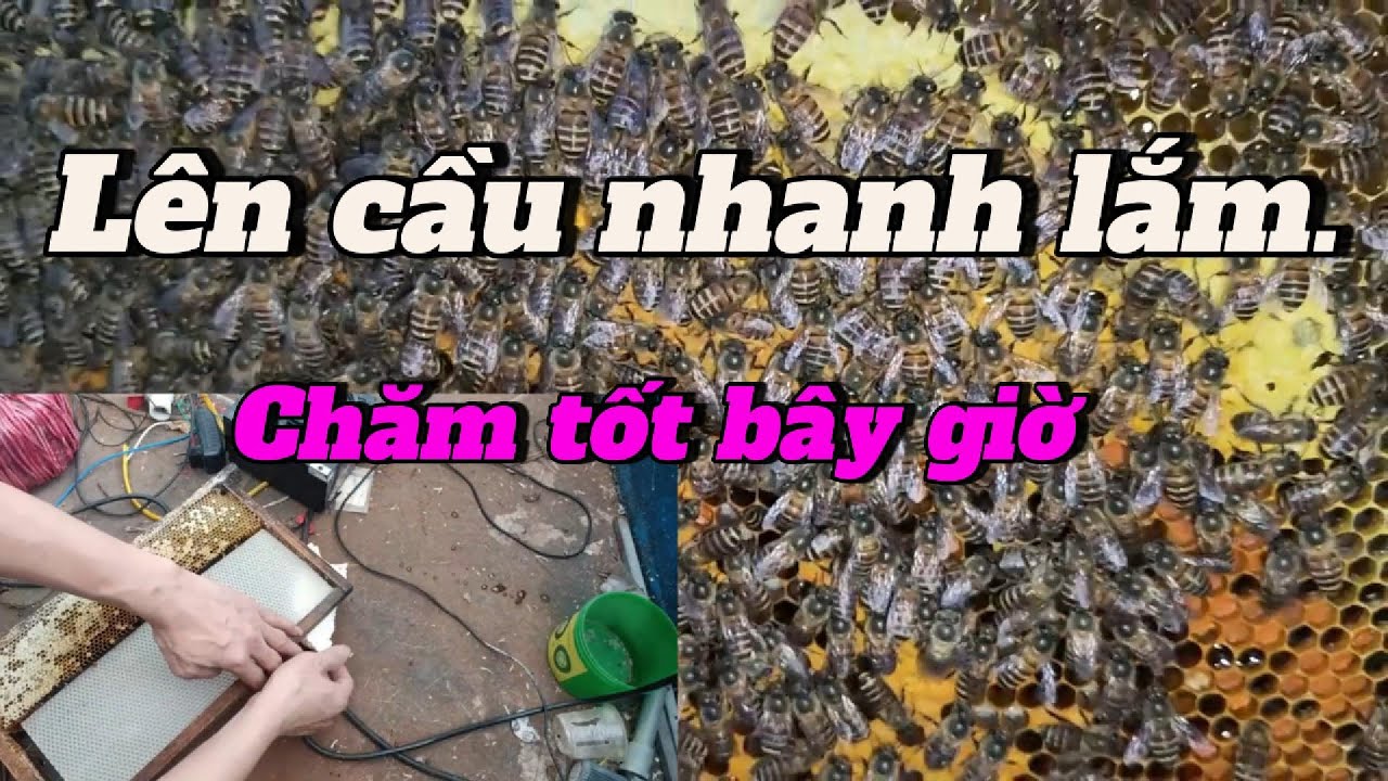Chăm tốt đàn ong hiện nay, sau tết lên cầu nhanh.