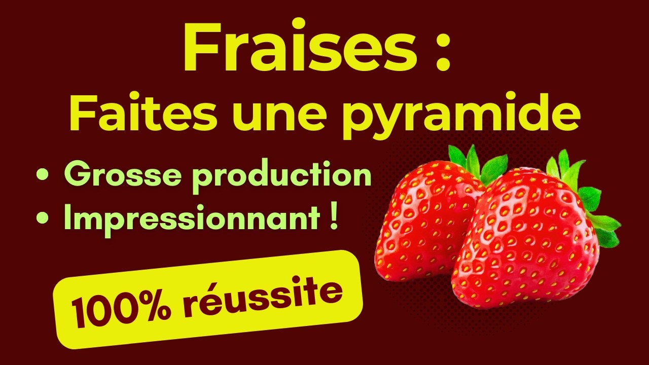Fraises : Comment récolter des kilos de fraises avec la forme pyramide
