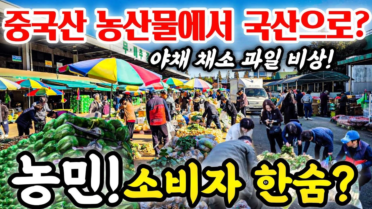 이제 중국산 배추 없어요! 중국산 농산물에서 국산으로! 농민 소지자만 한숨! 야채 채소 과일 비상!  #중국 #중국산 농산물 #원산지 표시 #김치 #김장 #야채 