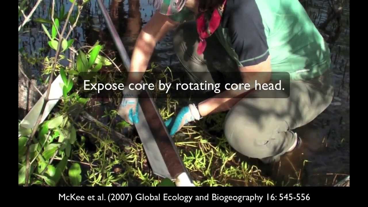 How to Collect a Mangrove Peat Core