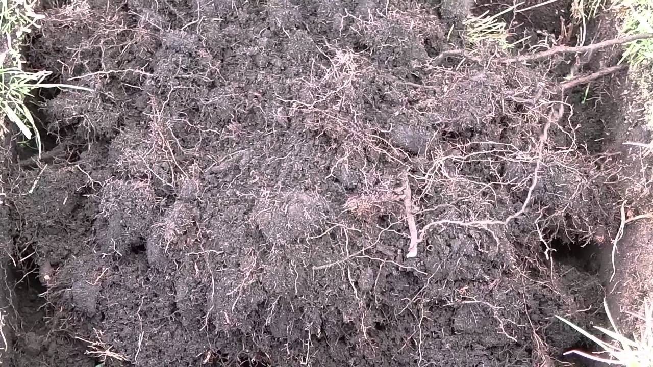 Soil Health Cards - 2 3 Types of macrofauna