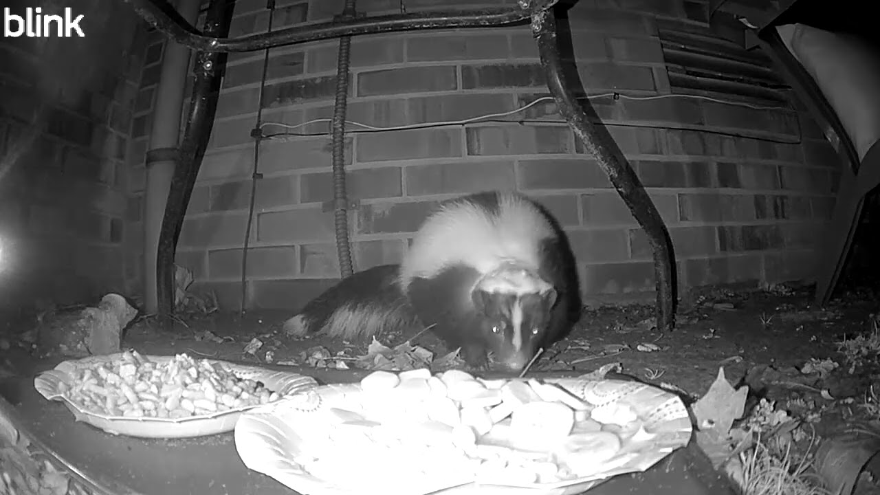 Wildlife Watch: Flash the Skunk Visited!