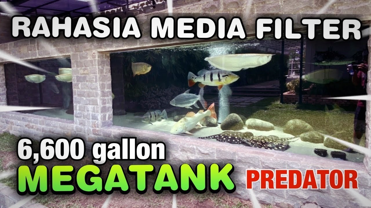 BONGKAR MEDIA FILTER MEGATANK AQUARIUM / KOLAM IKAN HIAS PREDATOR #1