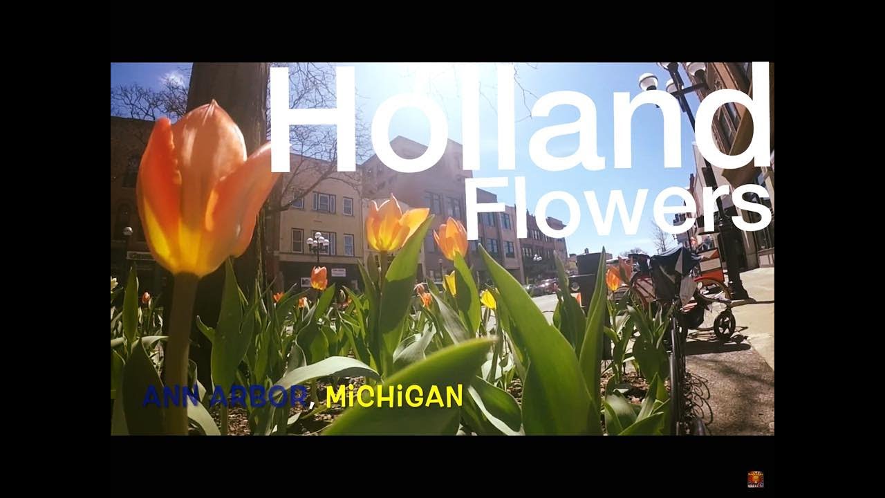Amazing Downtown Ann Arbor, Michigan+Holland Tulips on Bloom+Starbucks Coffee+Spring Season of 2019