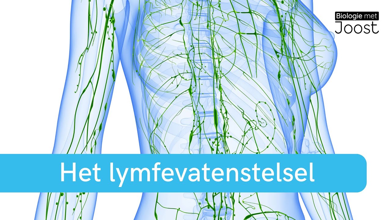 Zo werkt het lymfevatenstelsel – Lymfevaten & lymfeklieren | Samenvatting