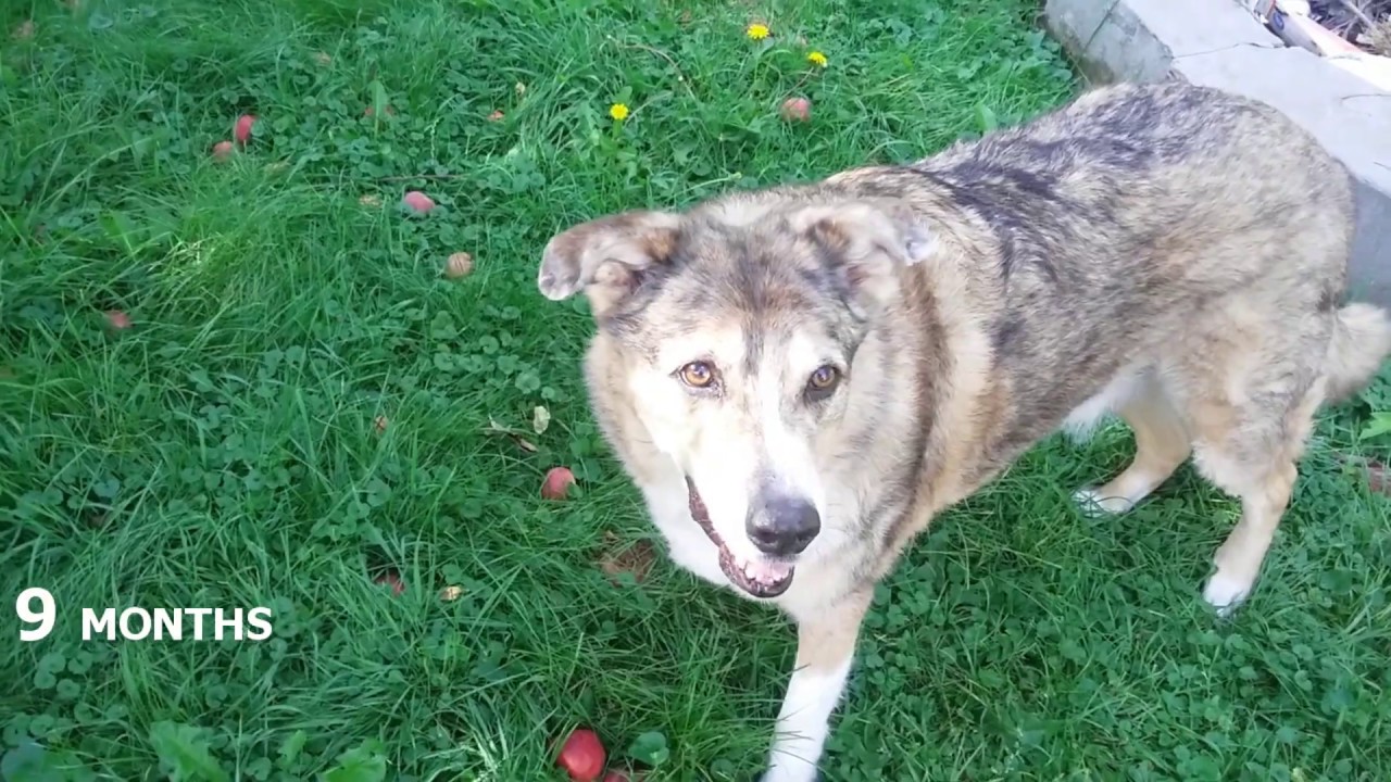 Senior Dog ACL / CCL Injury - Recovery Without Surgery