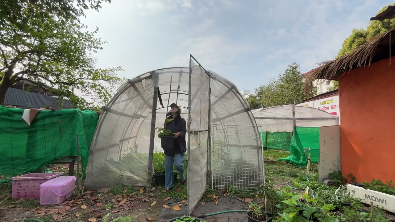 ย้ายโรงเรือน Move the vegetable growing facility to a new location.#ssc #ชุมชนยั่งยืนด้วยตนเอง