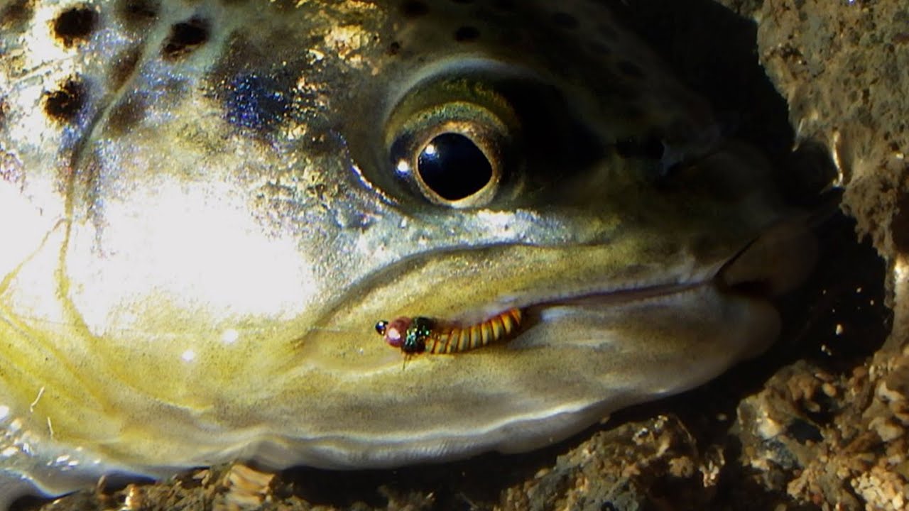 Comment pêcher en nymphe ? Choix du lestage et des bons modèles de mouches avec Nymphévolution ( ½ )