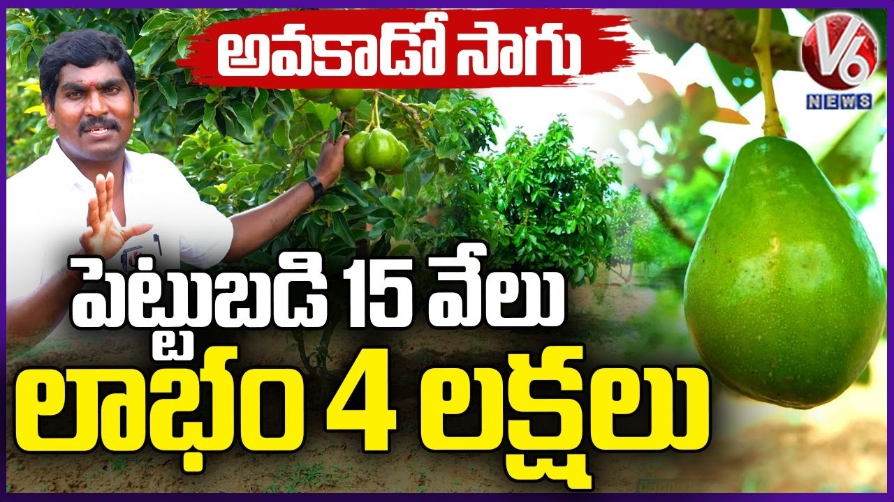 Avocado Farming: Success Story Of Farmer Jaipal | Ranga Reddy | V6 News