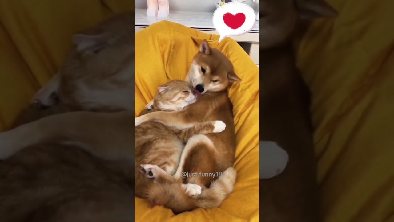 Cats and Dogs are best friends