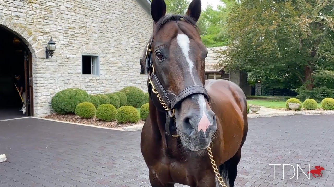 Elder Statesman Tale Of The Cat at Ashford Stud