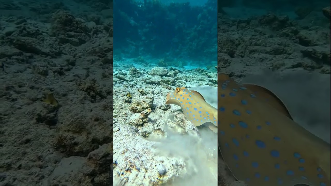 no tail stingray 😭🧜&zwj;♀️ #shorts #egypt #redsea