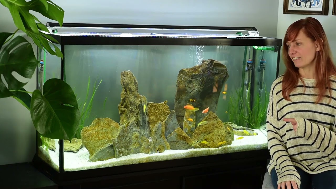 African Cichlid Mbuna tank update.  saulosi, purlmutt, red zebra, rusty cichlid. 60 gallons.