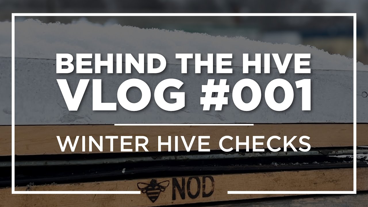 Behind the Hive: Vlog 001 - Winter Hive Checks