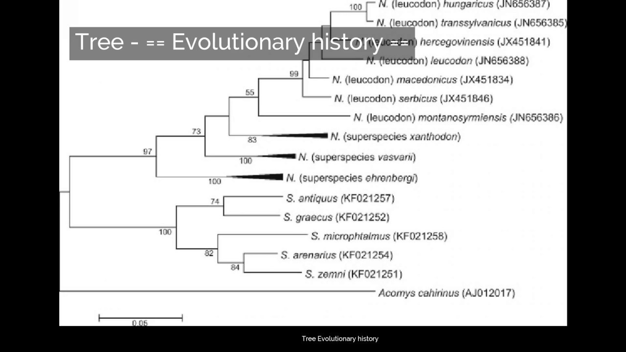 Tree | Evolutionary history