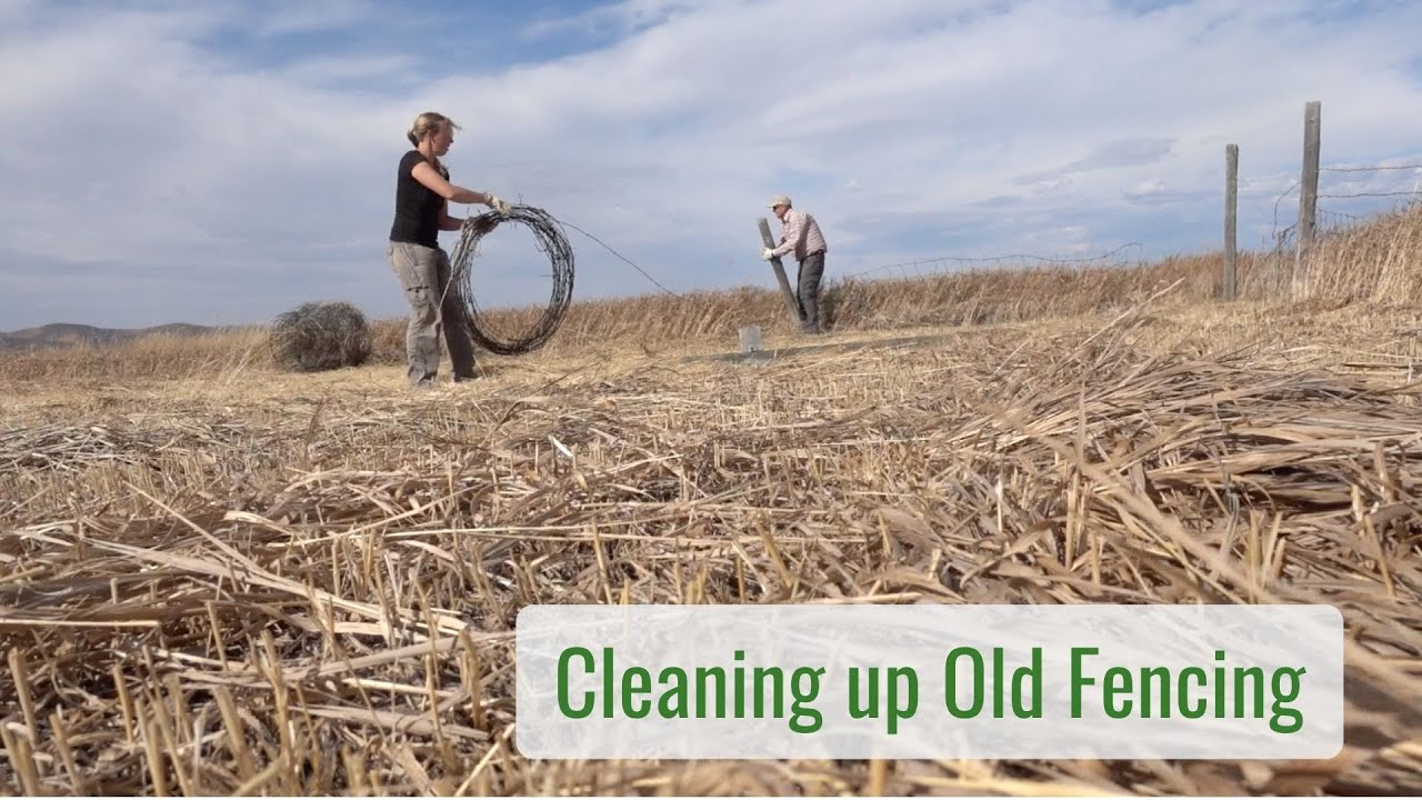 2nd Project on the New Place , Cleaning up Old Fence - Life in a Tiny House called Fy Nyth