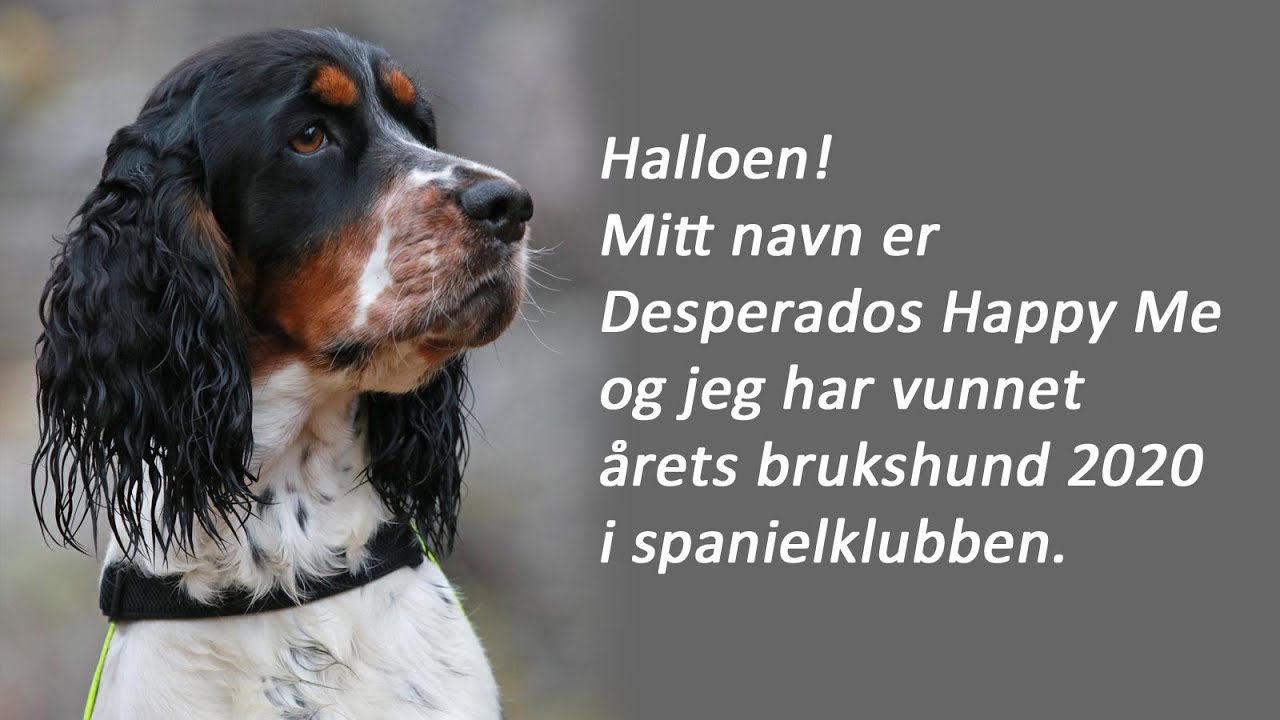 &Aring;rets brukshund NSK 2020