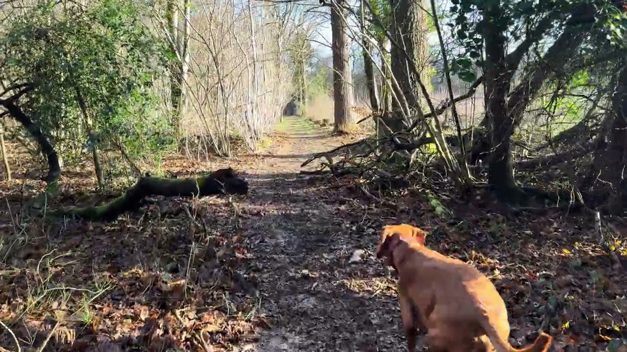 Relaxing, no talking pov walk in the forest. Bird song, Vizsla and nature. 