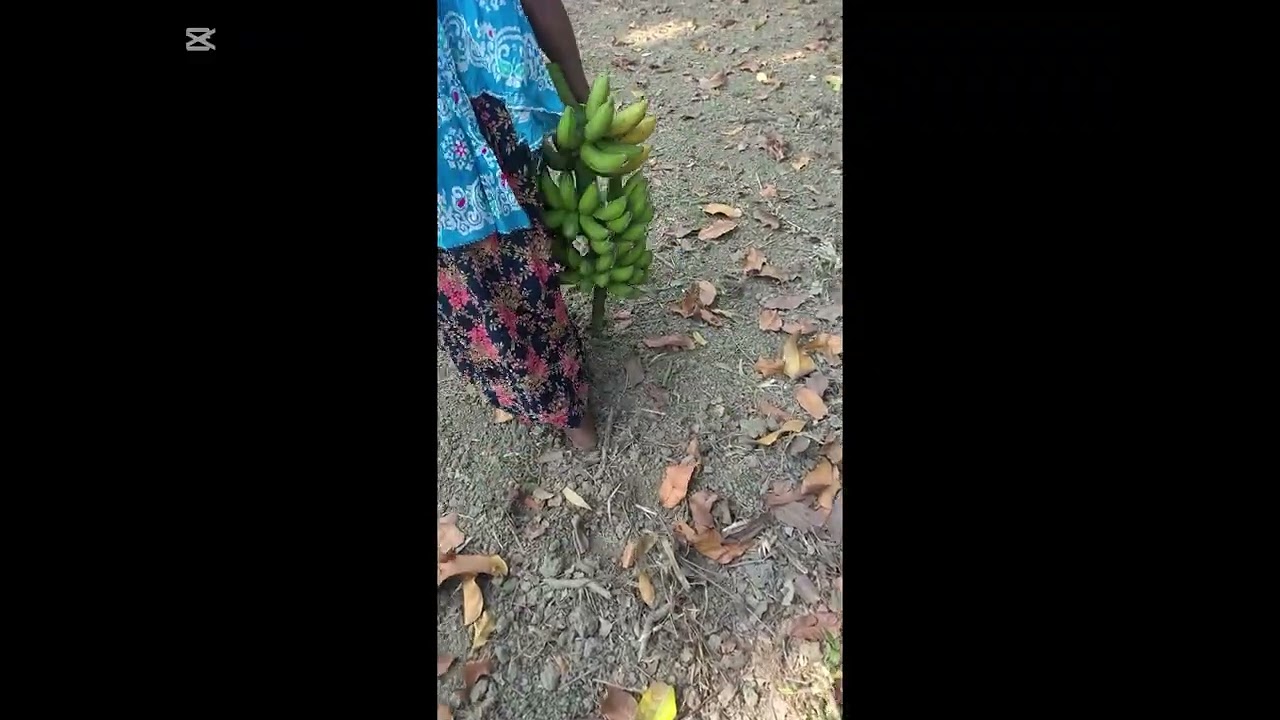 আমাদের গাছের পাকা কলা#viralvideo 