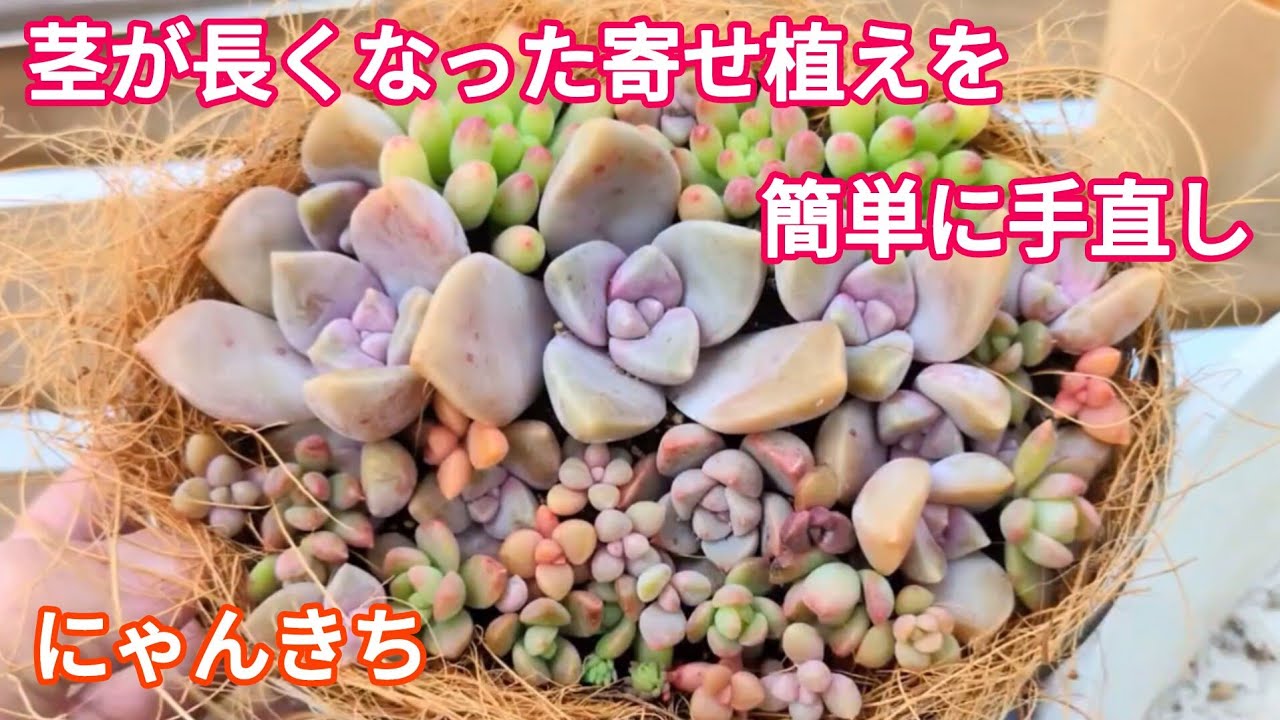 【多肉植物】寄せ植えの手直しで可愛くしてカットしてさらに増やそう👍
