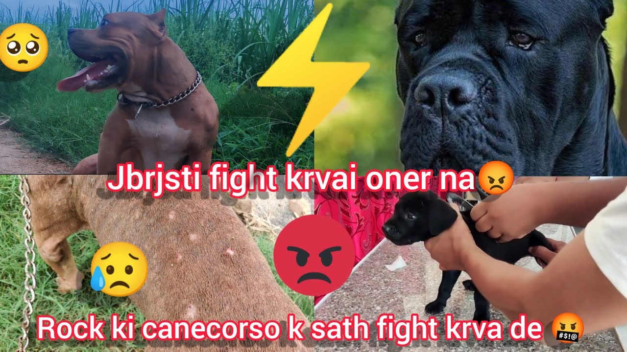 vaccination center par hua panga //rock ki sath jbrjsti fight krva de oner n canecorso k sath😡