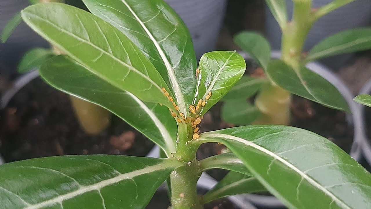 receita para acabar com pulgões na rosa do deserto