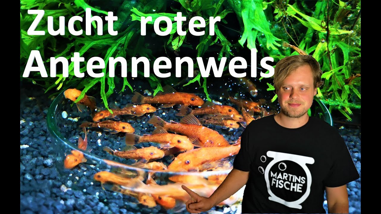 Roter Antennenwels Zucht - Ancistrus super red