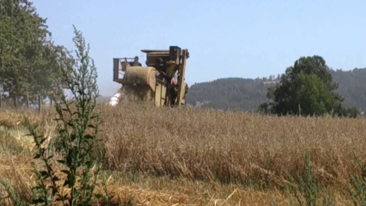 Clayson M 103 en Pichilcura