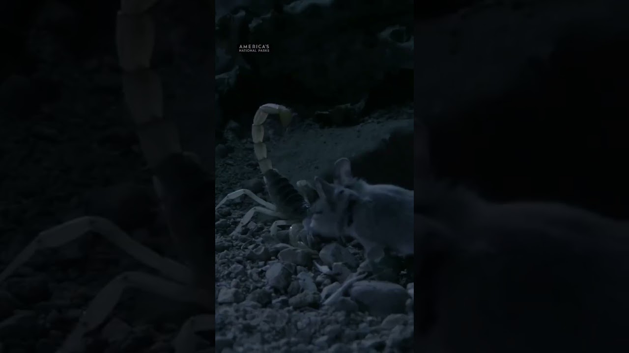 The Desert's Tiny Apex Predator.