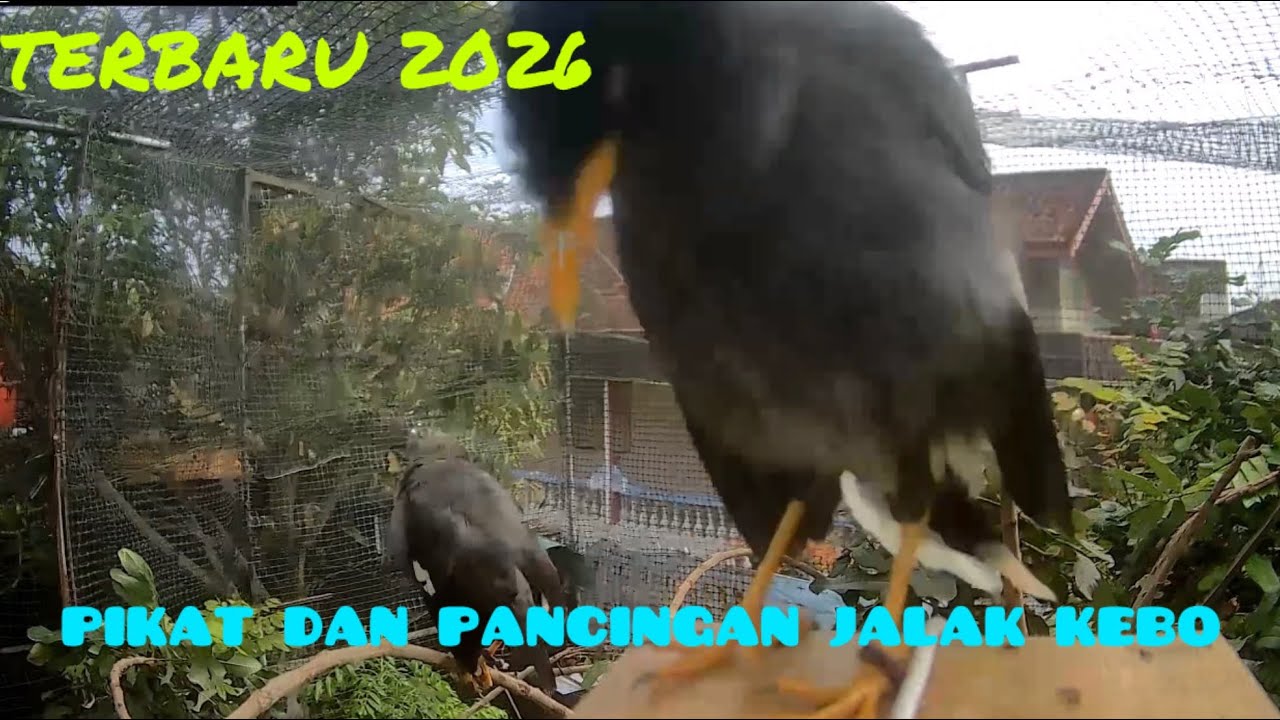 SUARA PIKAT DAN PANCINGAN JALAK KEBO, TERBARU 2026