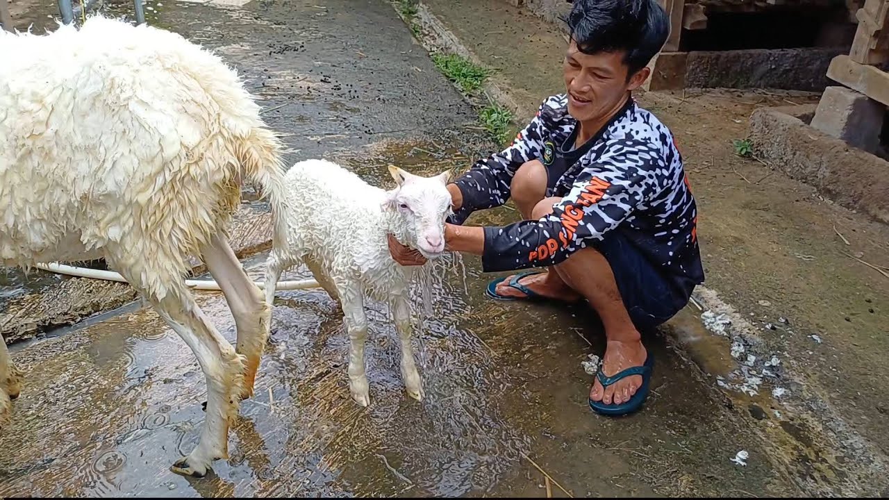 MERAWAT CEMPE DOGAR UMUR 40 HARI