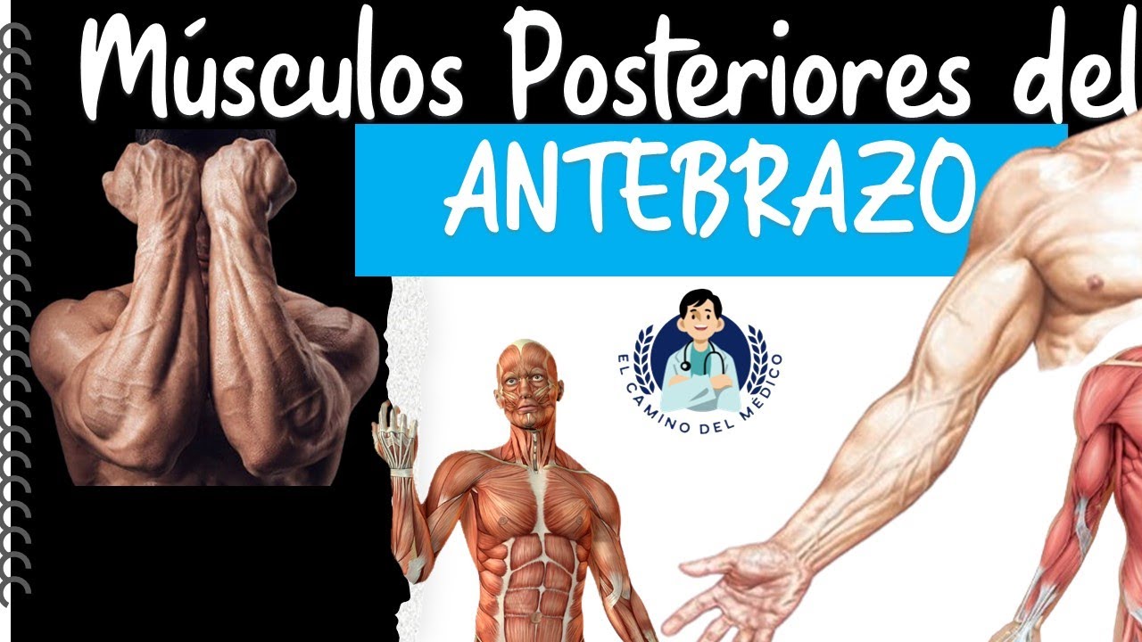 Músculos posteriores del Antebrazo ‐ Fácil y didáctico