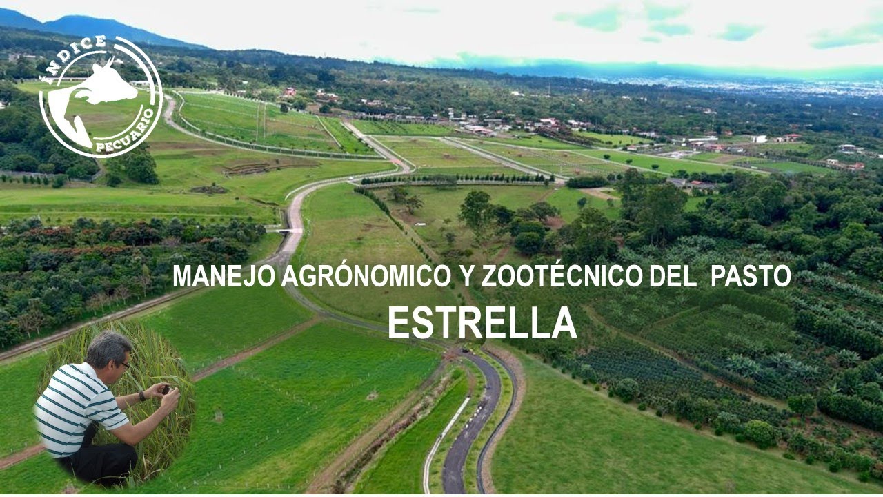 Pasto Estrella. Manejo agronómico y zootécnico.