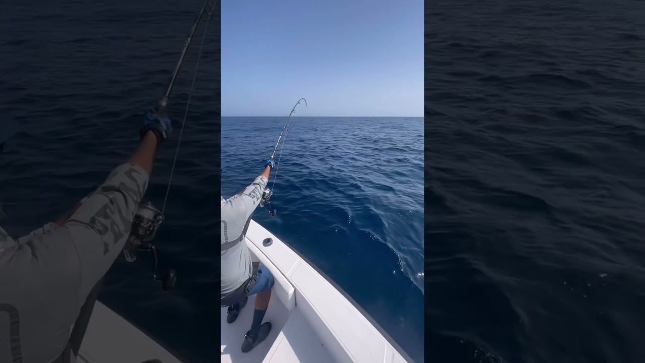 Solid fighting with yellowfin Tuna  #fishing #fishingtuna #shorts