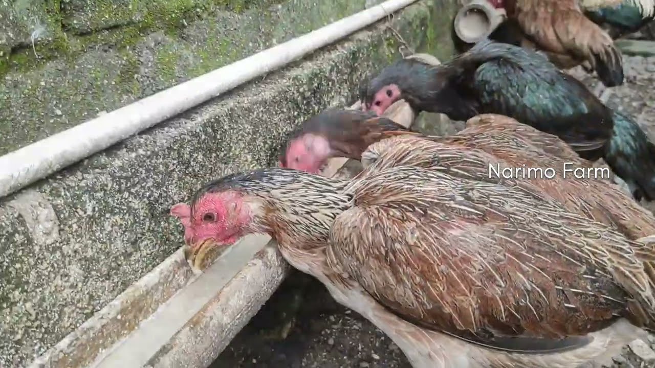 Kelebihan Keunggulan  Beternak Ayam Kampung 
