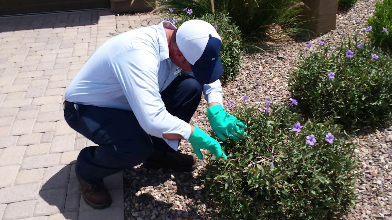 Arizona Pest Control Companies Must be Licensed!
