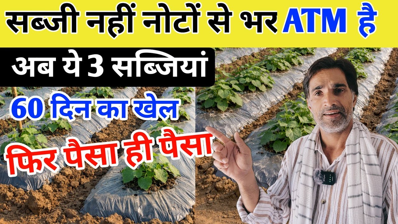 ​जेब कभी खाली नहीं होगी! 💸 ये 3 सब्जियां देंगी ATM जैसा पैसा, सिर्फ 60 दिन में भयंकर कमाई 🤑