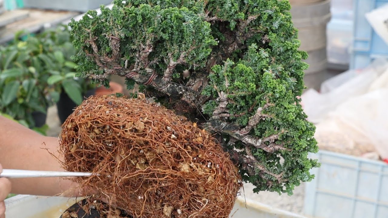 樹齢35年、高さ10cmの木　A tree that is 35 years old and 10 cm tall