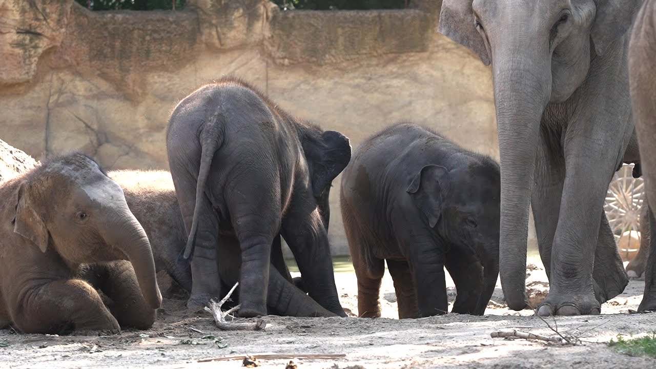 elephant video baby zoo,elefant film Zoo Leipzig,Elefanten 4k Babyelefant,elefant baby leipzig 4k,