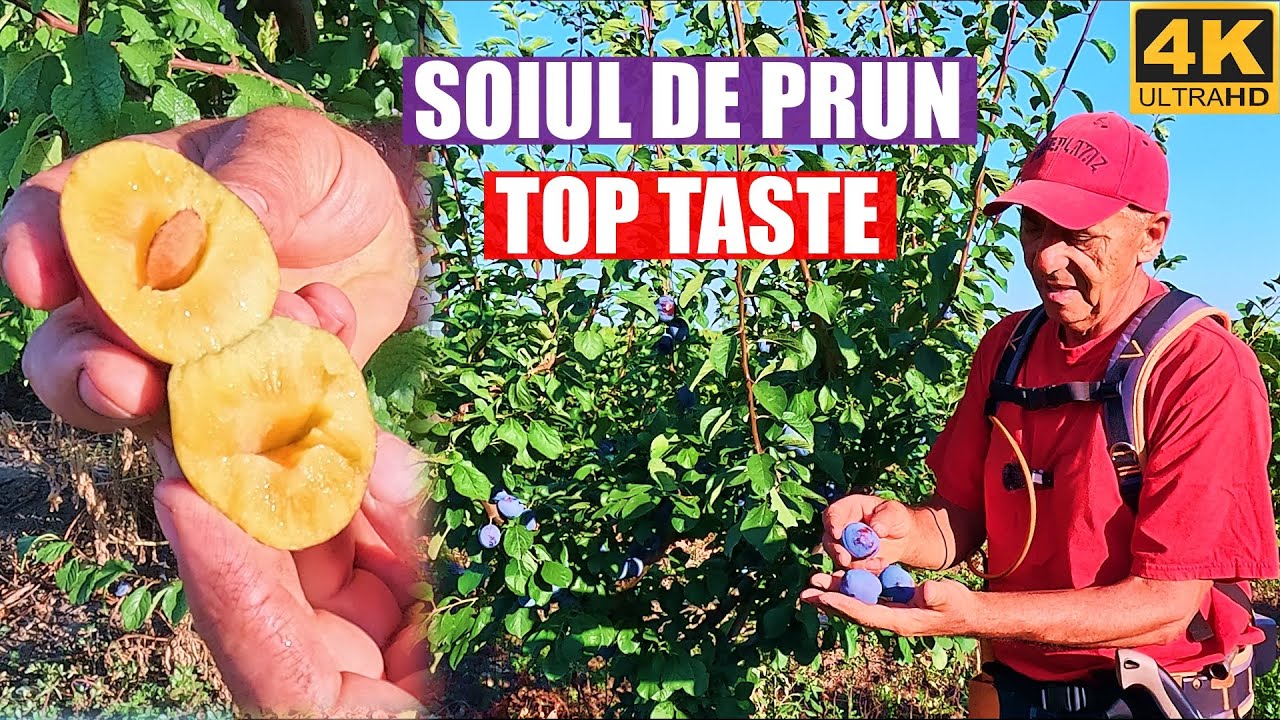 Top taste - prune cu gust foarte dulce si aromat!