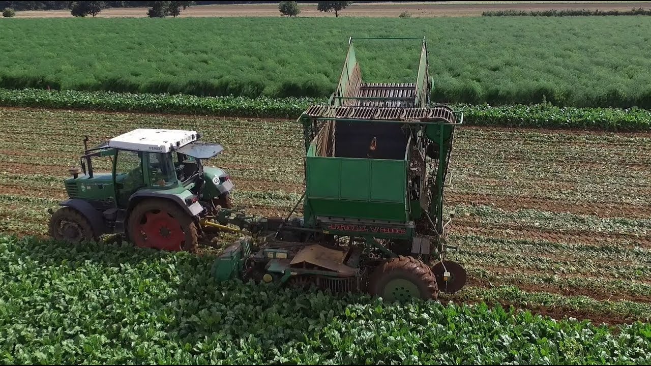 Zuckerrüben | Stoll V202 | Ernte 2017 | Fendt Favorit 509C | GoPro | DJI | Cabview | HD