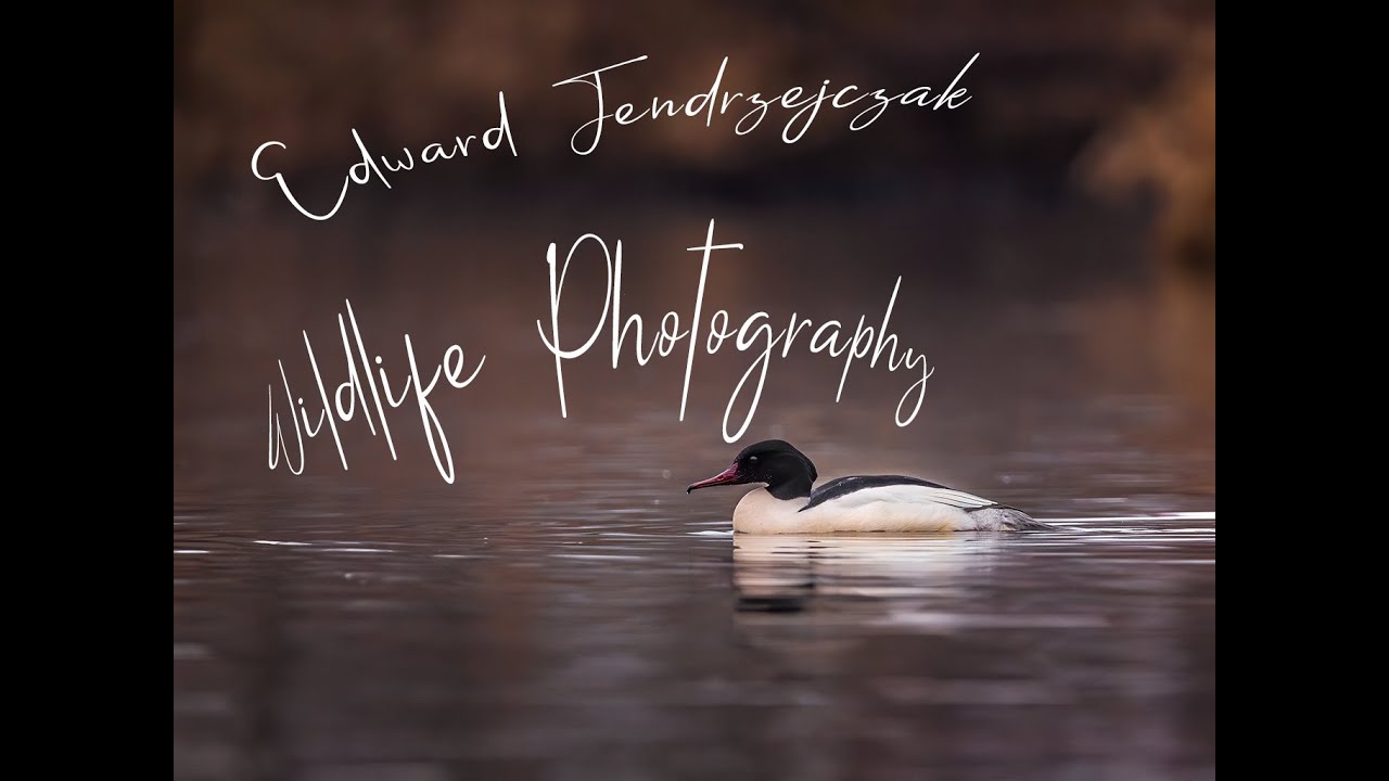 Edward Jendrzejczak Fotografia Dzikiej Natury ( Wildlife Photography).Zniszczona czatownia.