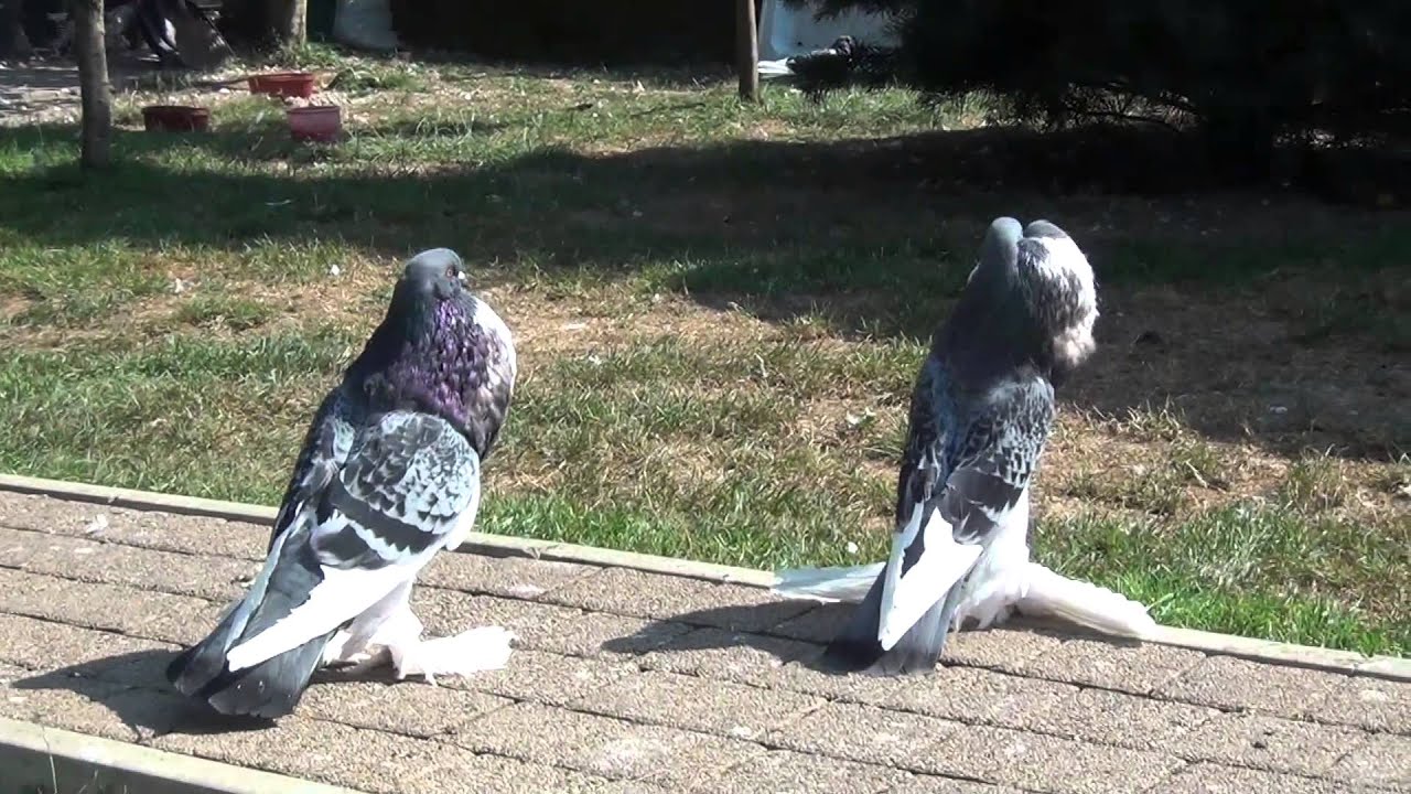Pomeranski i engleski veliki gušan - Muršić