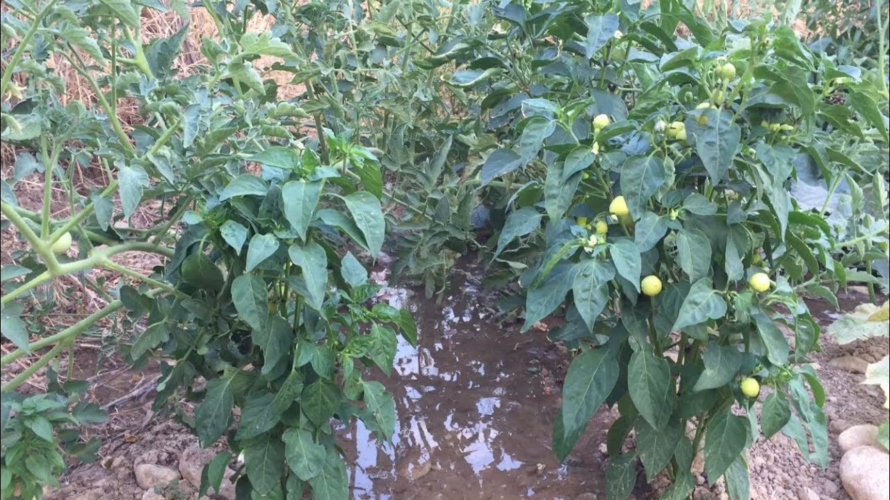 Bostan 🍅 🌶