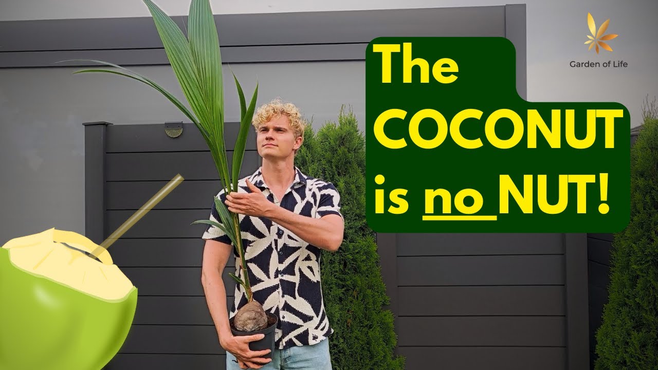 Coconut Palm: The Tree of 1,000 Uses (And Deadly Surprises)